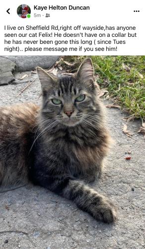 Lost Male Cat last seen Wayside Rd Rome GA, Rome, GA 30161