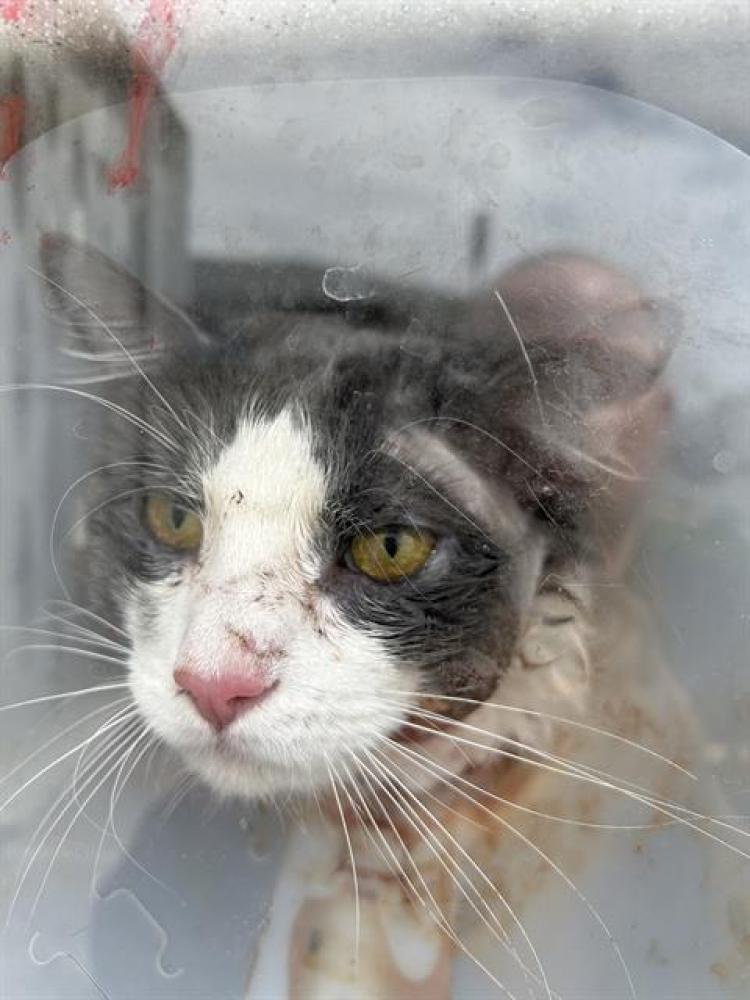 Shelter Stray Male Cat last seen Near BLOCK W 3500 S, WEST VALLEY CITY UT 84120, West Valley City, UT 84120