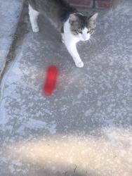 Lost Male Cat last seen Gosford and Camino media 93309, Bakersfield, CA 93309