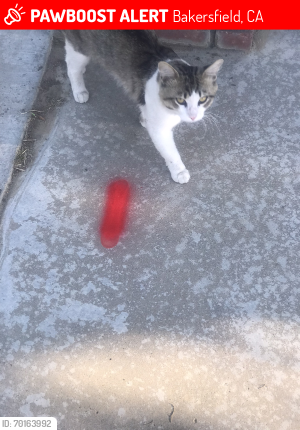 Lost Male Cat last seen Gosford and Camino media 93309, Bakersfield, CA 93309