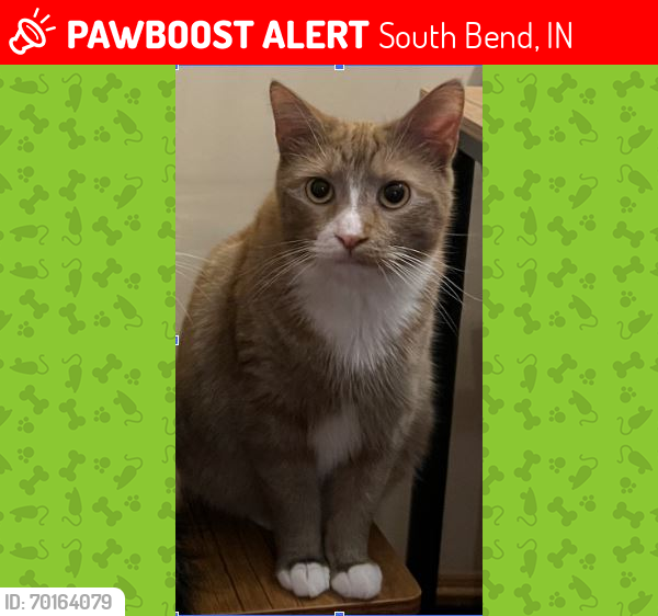 Lost Male Cat last seen randolf mini park, South Bend, IN 46613