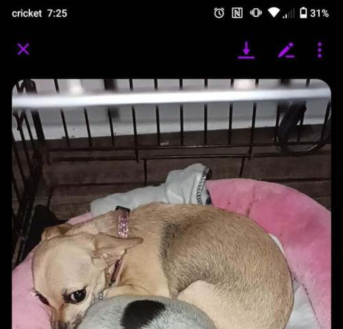 Lost Female Dog last seen Ave V, Lubbock, TX 79415