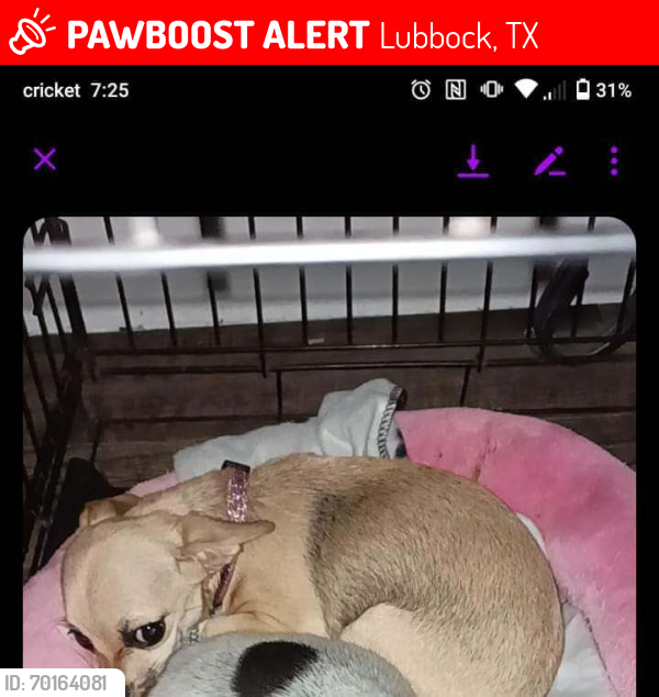 Lost Female Dog last seen Ave V, Lubbock, TX 79415