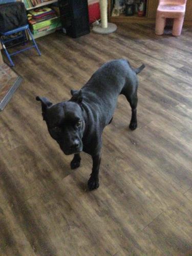 Lost Male Dog last seen Salmon river rd., Somes Bar, CA 95568