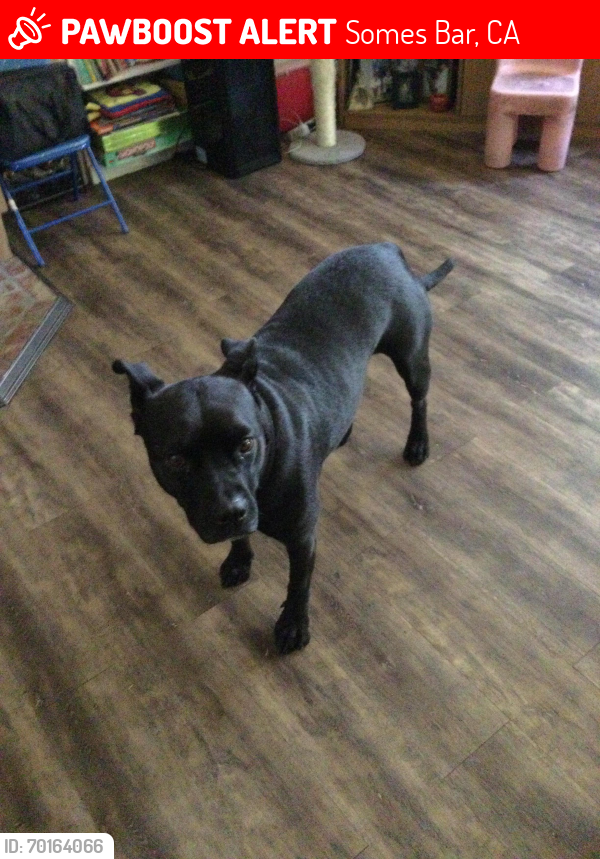 Lost Male Dog last seen Salmon river rd., Somes Bar, CA 95568