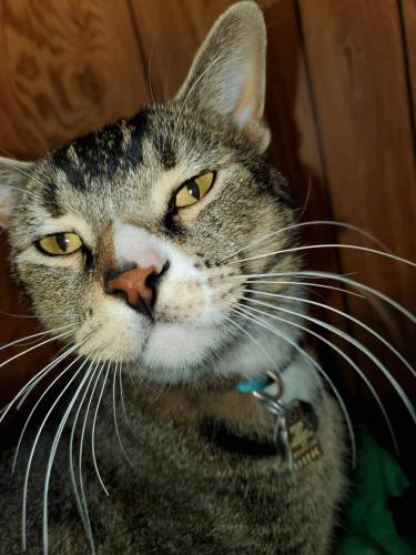 Lost Male Cat last seen Roosevelt , Fargo, ND 58102