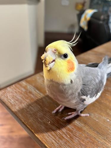 Lost Male Bird last seen Chasewood apmts across from Perry's Steakhouse Chasewood Drive , Spring, TX 77379