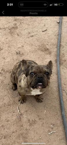 Lost Female Dog last seen Gun club & Valley gardens , Albuquerque, NM 87105