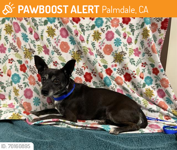 Shelter Stray Male Dog last seen , Palmdale, CA 93550