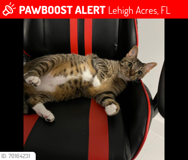 Lost Female Cat last seen Near Columbus Ave , Lehigh Acres, FL 33936