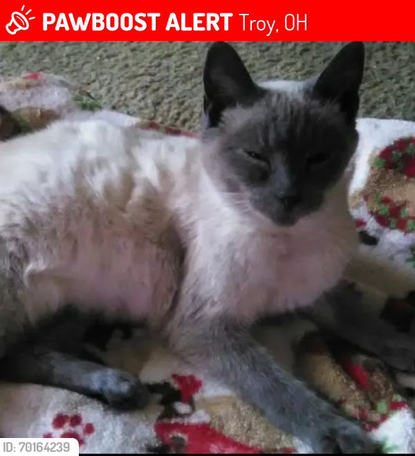 Lost Female Cat last seen The flts of Troy, Troy, OH 45373