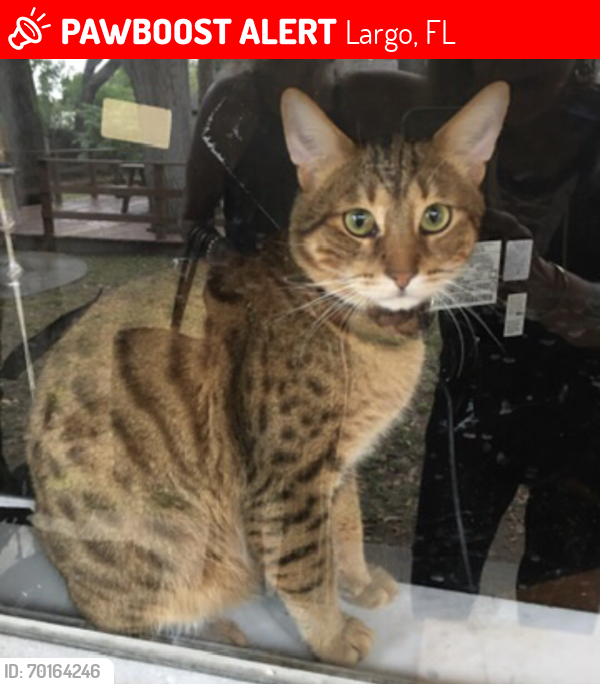 Lost Male Cat last seen Trotter and Elyria avenue , Largo, FL 33770