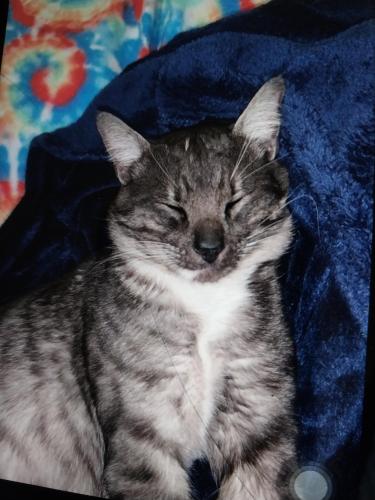 Lost Male Cat last seen Scale street cotinth ms , Corinth, MS 38834