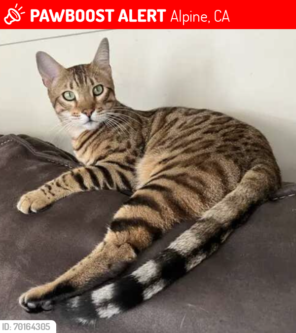 Lost Male Cat last seen Via Diguenos, Alpine, CA 91901