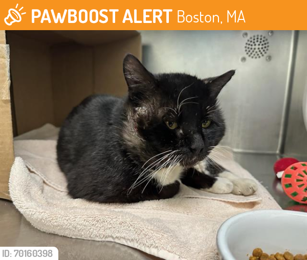 Shelter Stray Male Cat last seen MARLBORO, Boston, MA 02130