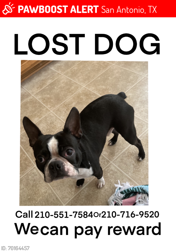 Lost Male Dog last seen Blue oak pass, San Antonio, TX 78223
