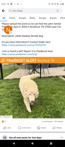 Lost Female Dog last seen Fox Trace Subdivision, Rockford TN , Rockford, TN 37853