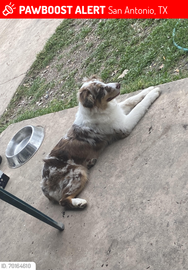 Lost Female Dog last seen Sandia restaurante , San Antonio, TX 78237