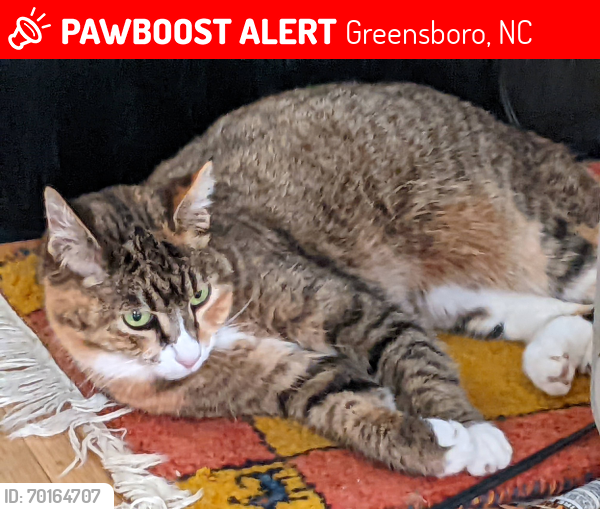 Lost Female Cat last seen Near Heathrow Drive, Greensboro NC 27410, Greensboro, NC 27410