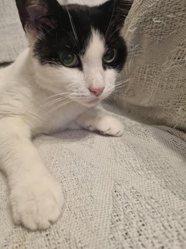 Lost Female Cat last seen WHILEY ST AND Tapestry Avenue and Mason Street.,Jervoise Street,, West Midlands, England B70