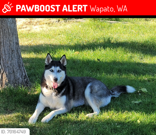 Lost Female Dog last seen N Camas Ave , Wapato, WA 98951