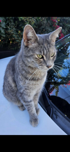 Lost Female Cat last seen Oak st and Leffingwell , Whittier, CA 90607