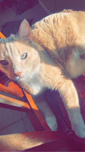Lost Male Cat last seen Valley dr and Parker rd, Las Cruces, NM 88005