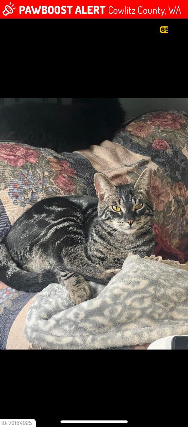 Lost Male Cat last seen Castlerock , Cowlitz County, WA 98611