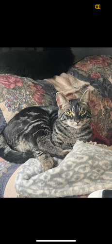 Lost Male Cat last seen Castlerock , Cowlitz County, WA 98611