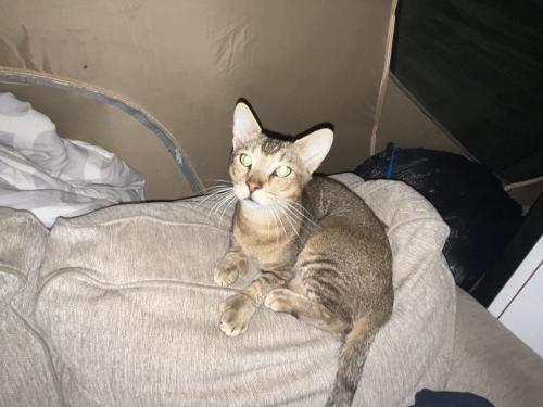 Lost Male Cat last seen End of the world homeless camp trail, San Jose, CA 95110