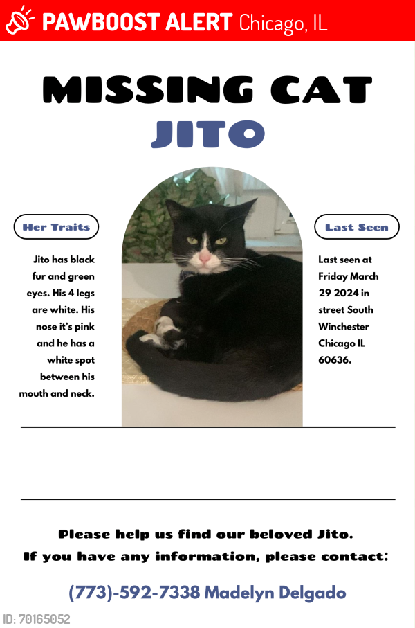 Lost Male Cat last seen 57th,58th and 59th steet South Chicago IL 60636, Chicago, IL 60636