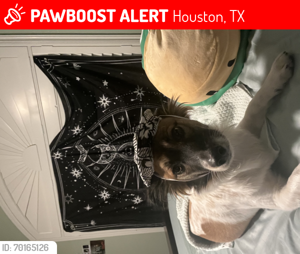 Lost Male Dog last seen Marvell Street & Aiken Lane  by the s gas station, Houston, TX 77032
