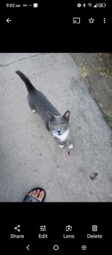 Lost Male Cat last seen Sonora Ave Modesto ca, Modesto, CA 95351