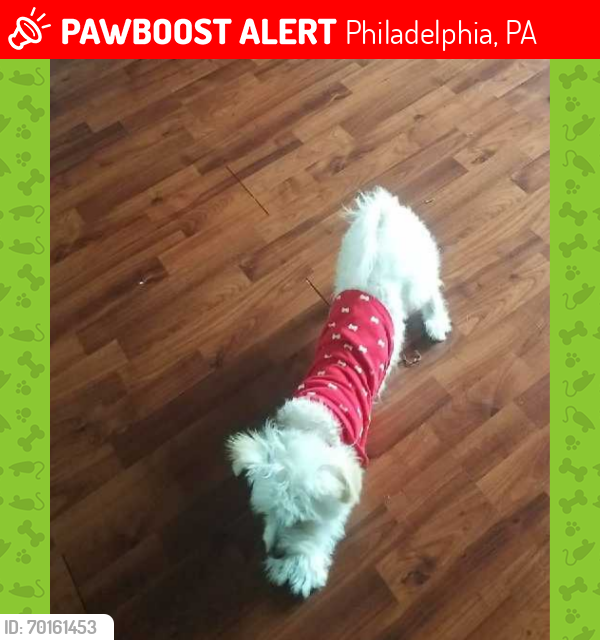 Lost Male Dog last seen twp Line Train Station, Havertown, PA 19083