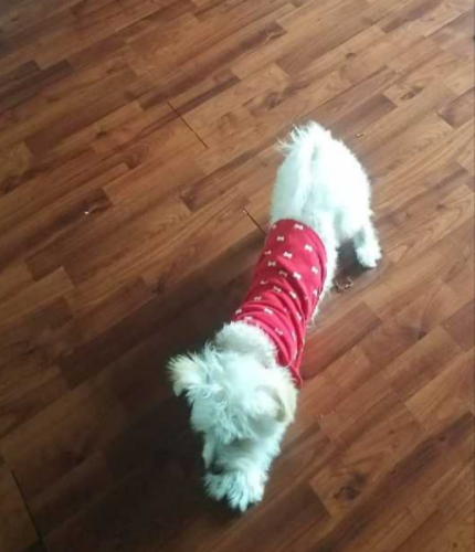 Lost Male Dog last seen twp Line Train Station, Havertown, PA 19083