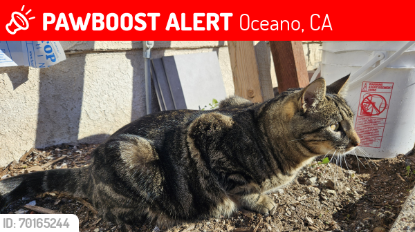 Lost Male Cat last seen The Pike Crossing 13th, Oceano, CA 93445