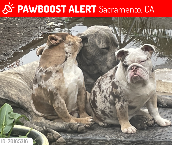 Lost Female Dog last seen Golden Empire School, Sacramento, CA 95826