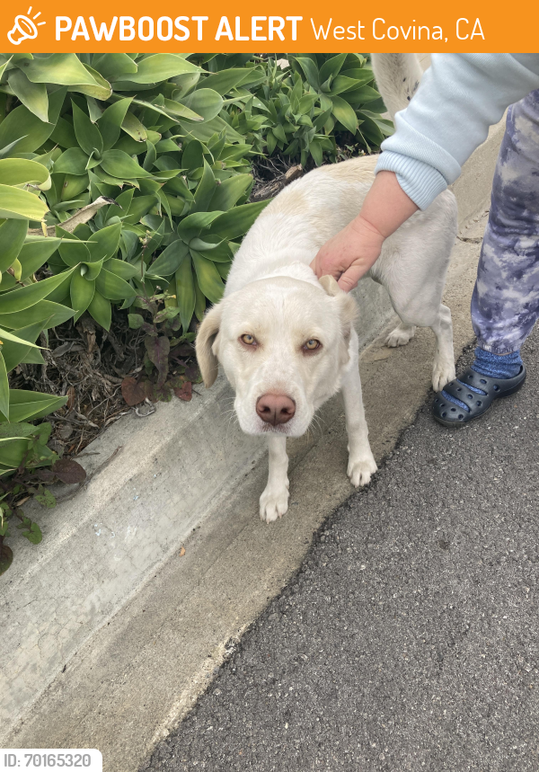 Found/Stray Male Dog last seen Barranca and Cortez, West Covina, CA 91791