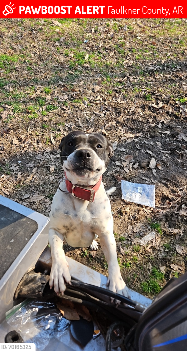 Lost Female Dog last seen Unknown, Faulkner County, AR 72058