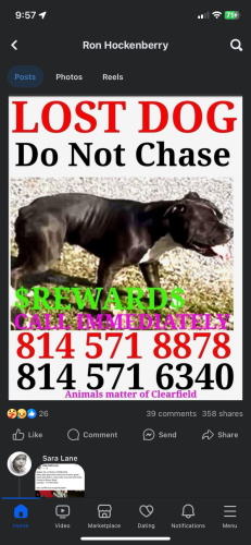 Lost Male Dog last seen Port matida highway, Philipsburg, PA 16866