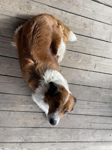 Lost Female Dog last seen Near the ihop and courtyard hotel off North Davis Rd. , Salinas, CA 93907