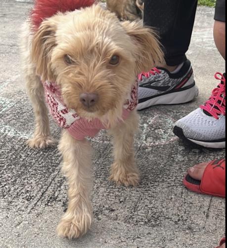 Lost Female Dog last seen hmstd , Homestead, FL 33030