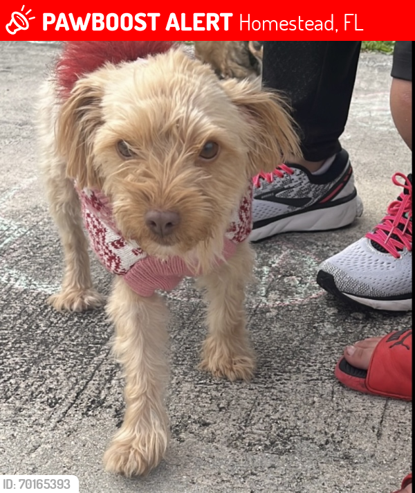 Lost Female Dog last seen hmstd , Homestead, FL 33030