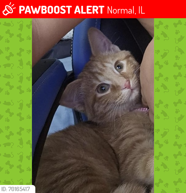 Lost Female Cat last seen Near Hoover Dr, Normal, Illinois , Normal, IL 61761