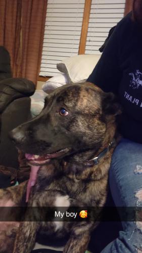 Lost Male Dog last seen Near E 19th Terrace CT S Independence MO 64057, Independence, MO 64057