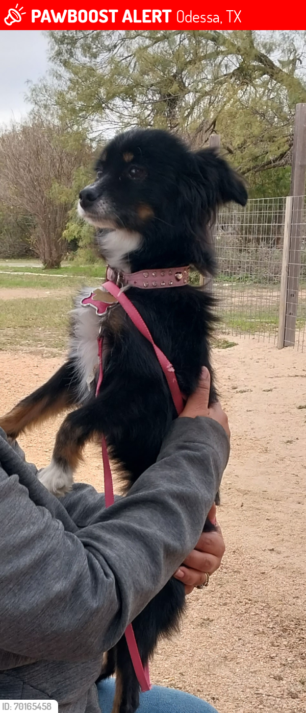 Lost Female Dog last seen Corner of Beaty and w. 26th st, Odessa, TX 79761