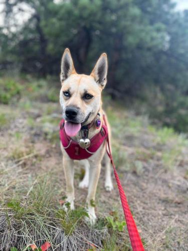 Lost Female Dog last seen 4 mile canyon and Logan Mill, Boulder County, CO 80302