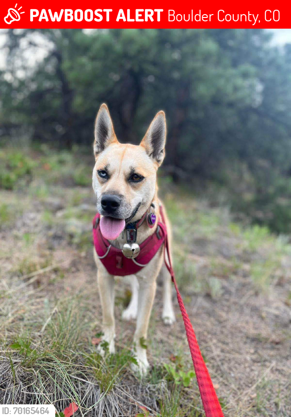 Lost Female Dog last seen 4 mile canyon and Logan Mill, Boulder County, CO 80302