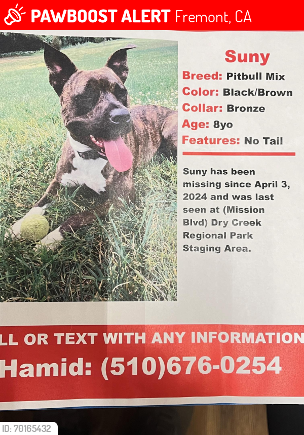 Lost Female Dog last seen union city mission blvd dry greek parking lot, Fremont, CA 94536