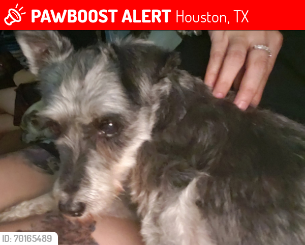 Lost Male Dog last seen Straight Creek, Houston, TX 77017